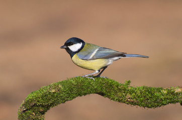 Great tit (Parus major) bird standing on a sprig covered of green moss
