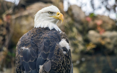 Bald eagle (Haliaeetus leucocephalus)