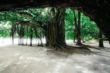 Banyan tree at tropical island at summertime