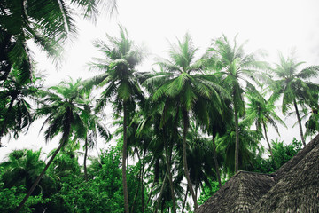Obraz na płótnie Canvas Green palm trees at cloudy sky at daytime