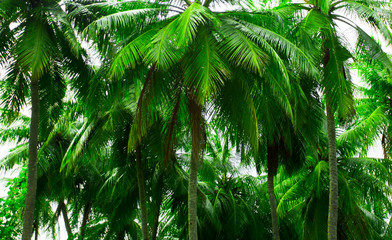 Green palm trees at tropical forest island