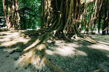 Banyan tree at tropical island at summertime