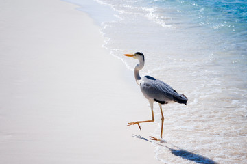 Heron bird at sand beach coast. Maldives islands
