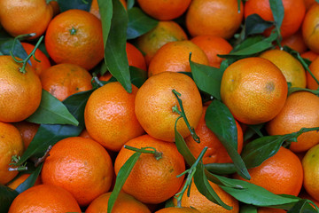 Fresh ripe mandarin oranges with green leaves