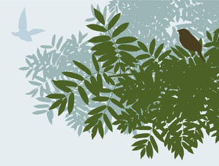 rowan branches in summer