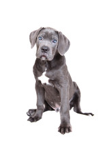 Cane corso puppy on a white background