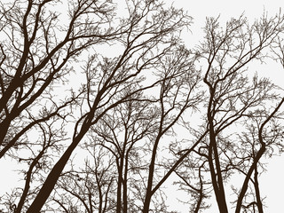 silhouettes of the trees in a winter park
