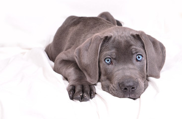 Cane corso puppy on a white background