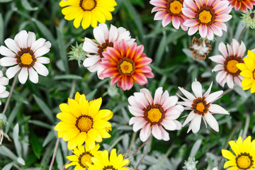 Fototapeta premium Flores de colores