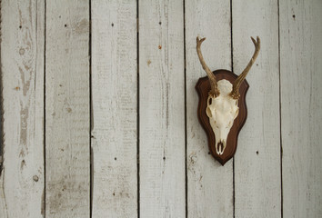 Goat scull with horns hanging on white wooden wall as a hunters trophy