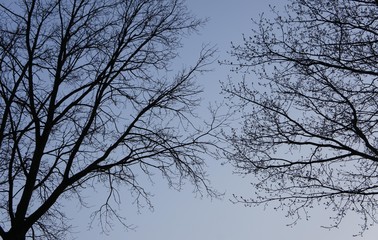 Tree & Sky