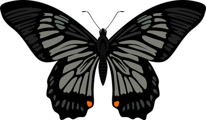 vector swallowtail butterfly Papilio veiovis