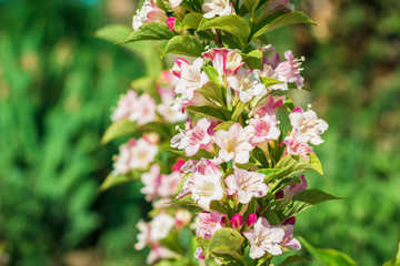 Beautiful pink flowers in garden. Blooming bush. Floral background