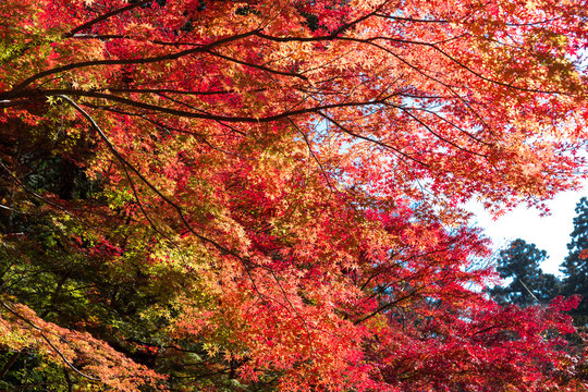 紅葉