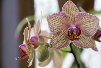 Orchid in Solarium (Phalaenopsis Brother 