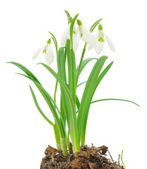 Snowdrops (Galanthus nivalis) on white background