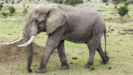 elephants in Masai Mara National Park.