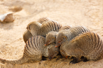 Pack of mongooses