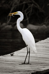 Great Egret