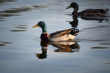 Swimming Mallards