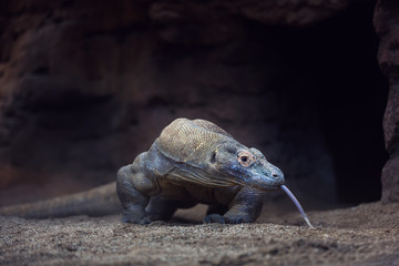 The Komodo Dragon
