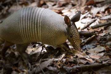 Young Armadillo