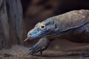 The Komodo Dragon
