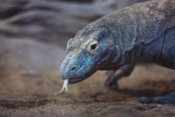 The Komodo Dragon
