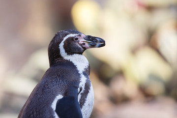 Obraz premium The small penguin