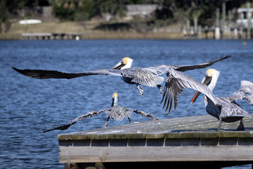 Pelican Takeoff
