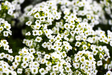 Little White Flowers