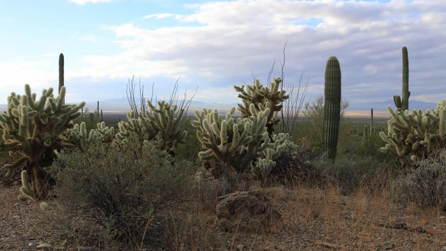 4K UltraHD A Timelapse Cholla Cactus in Tucson Mountain Park