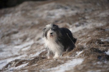 Happy Purebred Dog Bearded Collie Running In The Snow He Is