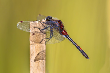 Ruby whiteface dragonfly