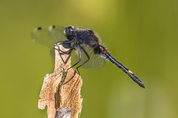 Large white-faced darter perched on reed stick