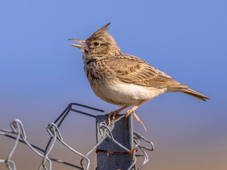 Singing Crested lark  on wire mesh fence