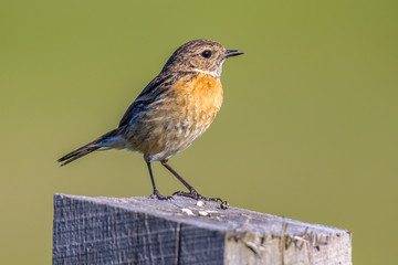 Female European stonechat