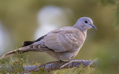 Eurasian collared dove on  branch of conifer