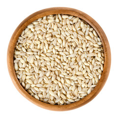 Processed pearl barley in wooden bowl. Uncooked pearled barley without hull and bran. Hordeum vulgare, a major cereal grain. Isolated macro food photo close up from above on white background.