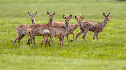Mixed Group of Roe Deer in grassland environment
