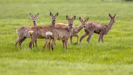 Foto auf Acrylglas Ree Mixed Group of Roe Deer in grassland environment  © creativenature.nl