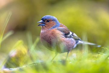 Chaffinch foraging in grass on lawn
