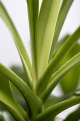 Tropical Palm Greens Closeup