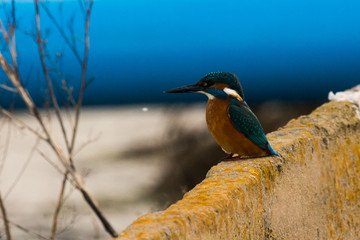 Kingfisher on wall - Alcedo atthis