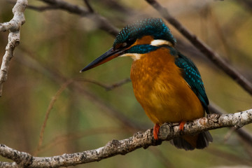 Kingfisher in tree - Alcedo atthis