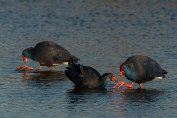 estern swamphen (Porphyrio porphyrio)