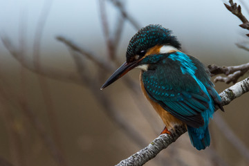 kingfisher in tree - Alcedo atthis