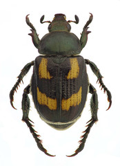Anisoplia agricola, a pest of grains, isolated on white (male, banded form)