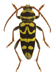 Plagionotus bobelayei, a longhorn beetle mimicking a wasp