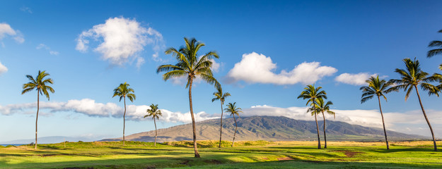 palm trees with view of the west maui mountains, Maui, Hawaii - obrazy, fototapety, plakaty
